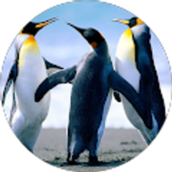 Profile photo of Diane Orehek