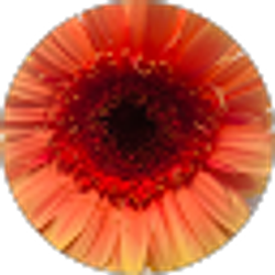 Profile photo of Suga Cookie