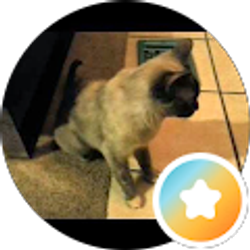 Profile photo of Shandy O