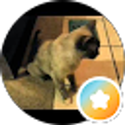 Profile photo of Shandy O