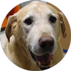 Profile photo of Daniel Ramos