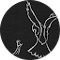 Profile photo of Steve Iacopetti