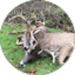 Profile photo of Ohio Ridge Runners