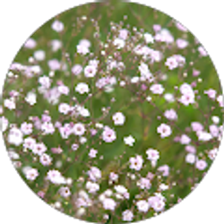 Profile photo of M S