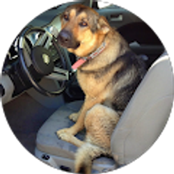 Profile photo of Bob Nisson