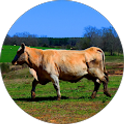 Profile photo of Kennett