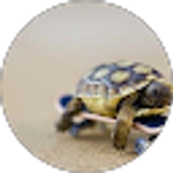 Profile photo of ray chen