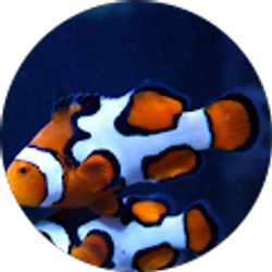 Profile photo of MidwestReefer