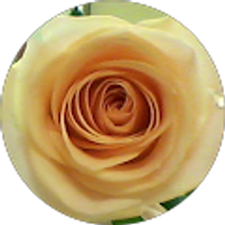 Profile photo of Ana Lumbreras