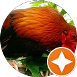 Profile photo of Drew rogers