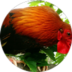 Profile photo of Drew rogers