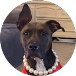 Profile photo of Stephanie Pelan