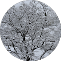 Profile photo of Skylar Adams