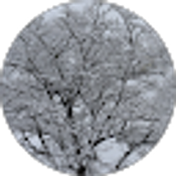 Profile photo of Skylar Adams