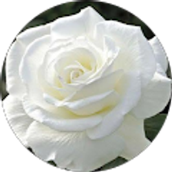 Profile photo of Jeannette Payamps