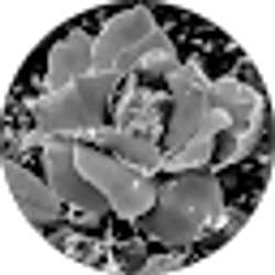 Profile photo of C Brandon (Chamara)
