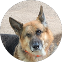 Profile photo of Maryalice Seholm-Farina