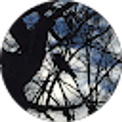 Profile photo of Mass Mosaic