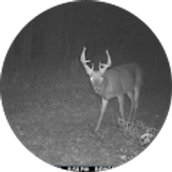 Profile photo of Bobby Richardson