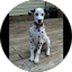 Profile photo of Darin Buske