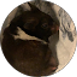 Profile photo of Anthony Yu