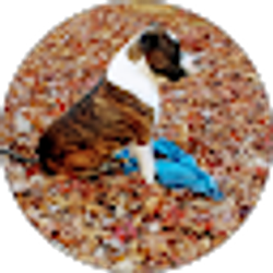 Profile photo of Lynne Sanchez