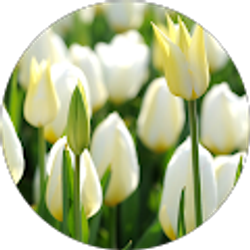 Profile photo of Alejandra Hernandez