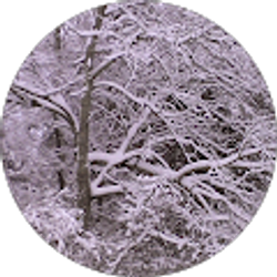 Profile photo of Zeem8675