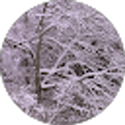 Profile photo of Zeem8675