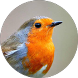 Profile photo of Nanasu