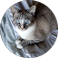 Profile photo of Cindy Adams