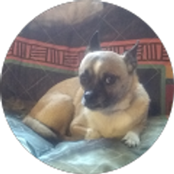 Profile photo of Patricia Diamond