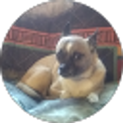 Profile photo of Patricia Diamond