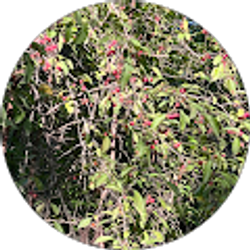 Profile photo of S Hussaini