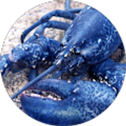 Profile photo of Shawn Hammond