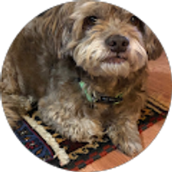 Profile photo of Sheila Bassoppo-Moyo