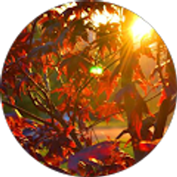 Profile photo of PureCountryKitty