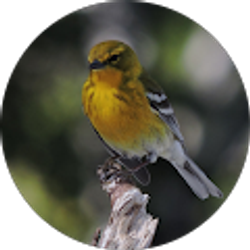 Profile photo of Janet Pickles