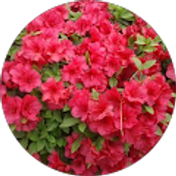 Profile photo of M M