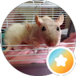 Profile photo of Fig Beebo
