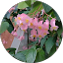 Profile photo of Alina Castillo