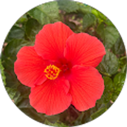 Profile photo of Maria Odreman (Ale)