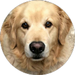 Profile photo of George Francois