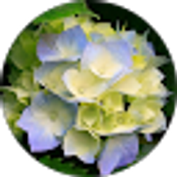 Profile photo of Ana ErazoT