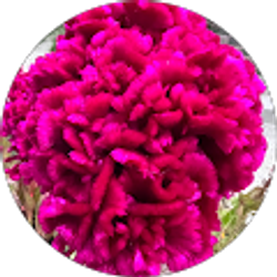 Profile photo of vero jaimes