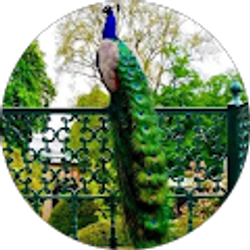 Profile photo of ofreciano portillo