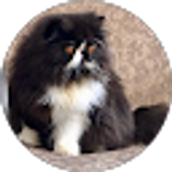 Profile photo of Ginger