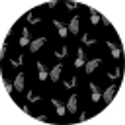 Profile photo of Kaydi Umbreit