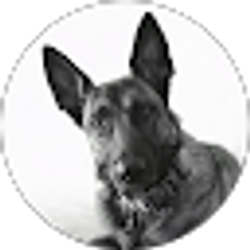 Profile photo of James Shook