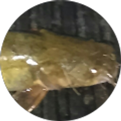 Profile photo of The Jason Show